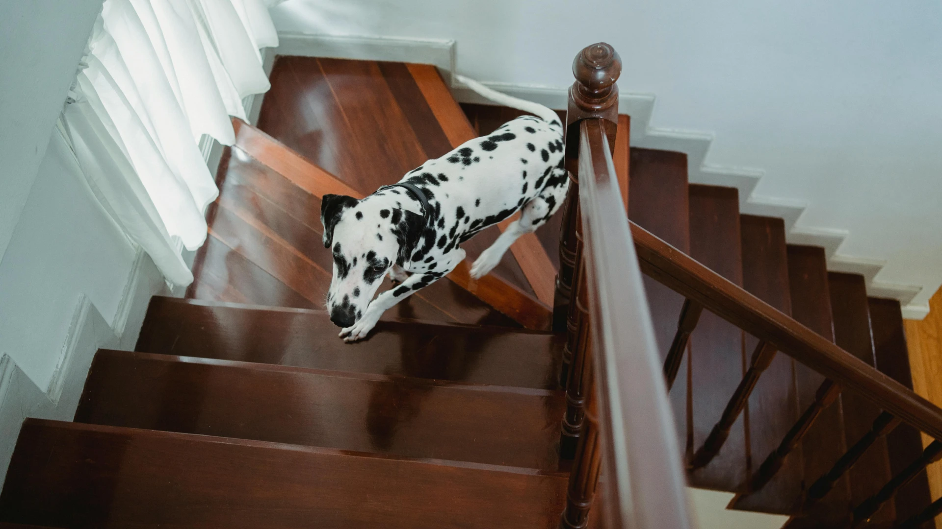 staircase with black and white dog